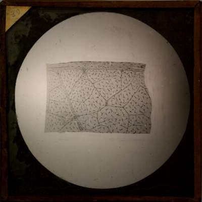 Lantern Slide: Cross-section of cell structure