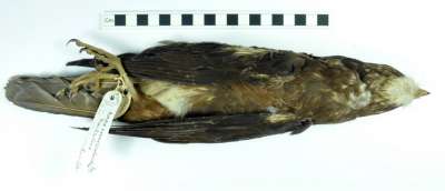 FALCONIDAE: Falco novaezeelandiae Gmelin: New Zealand falcon