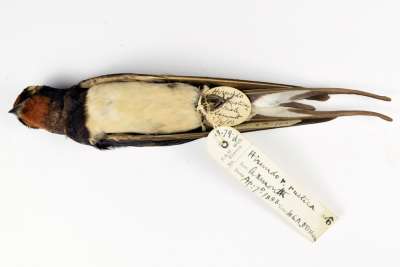 HIRUNDINIDAE: Hirundo rustica Linnaeus: barn swallow