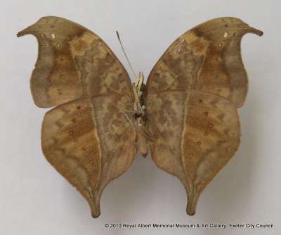 NYMPHALIDAE: Precis tugela Trimen, 1879: African leaf butterfly