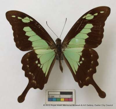 PAPILIONIDAE: Papilio phorcas Cramer, [1775]: apple-green swallowtail
