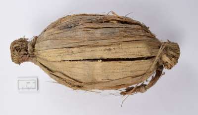 BURSERACEAE: Canarium luzonicum: Java almond