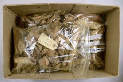 Image from collection: Archaeological faunal bone
