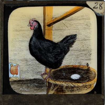 Lantern Slide: A black hen lays a white egg