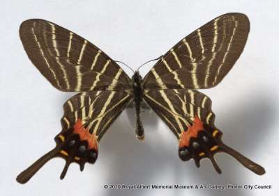 PAPILIONIDAE: Bhutanitis thaidina Blanchard, 1871: Chinese Three-tailed Swallowtail