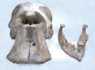 mammal: skull