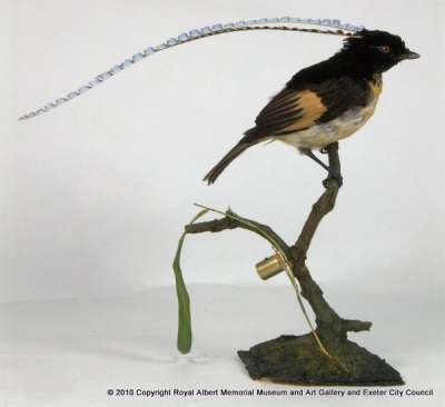 PARADISAEIDAE: Pteridophora alberti Meyer:  King of Saxony bird-of-paradise