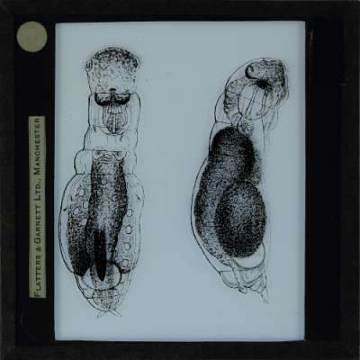Lantern Slide: Copeus cerberus, dorsal view, and another unidentified