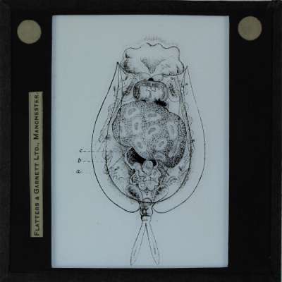 Lantern Slide: Euchlanis dilatata, ventral view