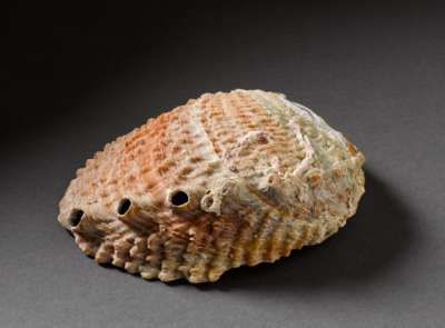 HALIOTIDAE: Haliotis sp.: abalone: shell