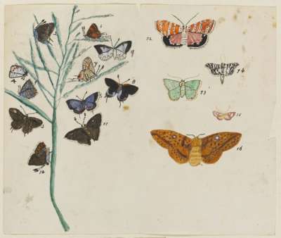 Studies of Butterflies
