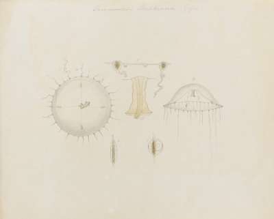 Thaumantias Buskiana (Gosse): jellyfish