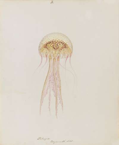 Pelagia Weymouth 1853: Pelagia noctiluca: jellyfish