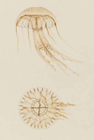 Pelagia (young) Weymouth 1843: Pelagia noctiluca: jellyfish