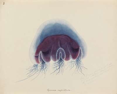 Cyanea capillata: lion’s mane jellyfish