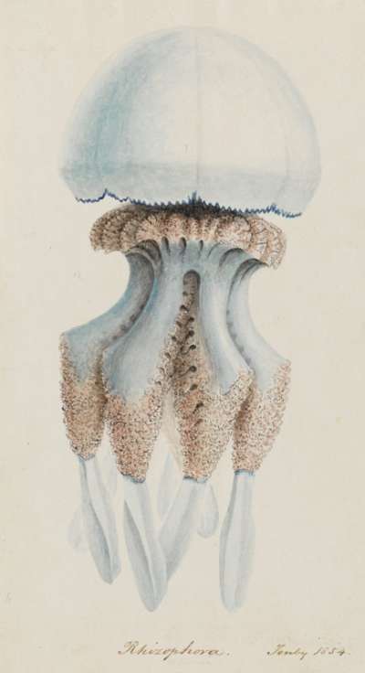 Rhizophora Tenby 1854: Rhizostoma octopus: barrel jellyfish