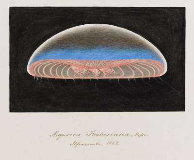 Aequorea Forbesiana Gosse Ilfracombe 1852: jellyfish