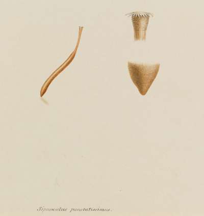Sipunculus punctatissimus: Golfingia vulgaris: worm