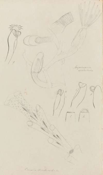 Studies of Crisia denticulata and Anguinaria spatulata: bryozoan
