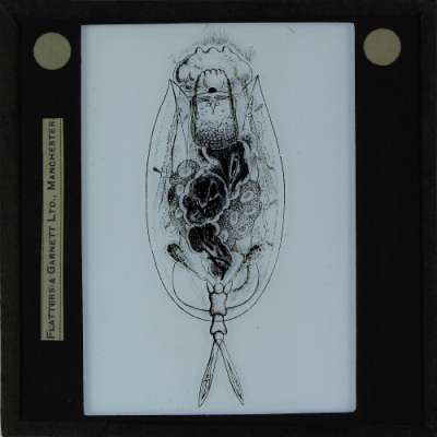 Lantern Slide: Drawing of unidentified species of rotifera