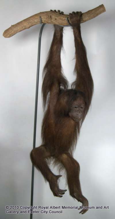 HOMINIDAE: Pongo pygmaeus Linnaeus: Bornean orangutan