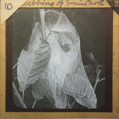 Lantern Slide: Webbing of Ermine Moth