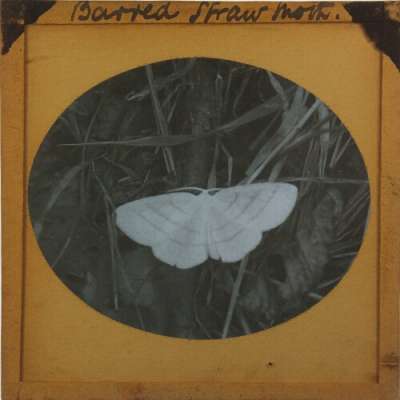 Lantern Slide: Barred Straw Moth