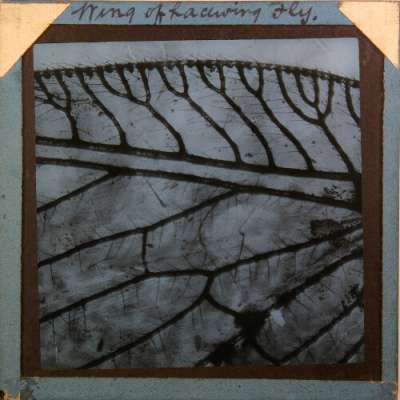 Lantern Slide: Wing of Lacewing Fly