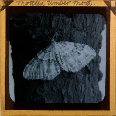Lantern Slide: Mottled Umber Moth