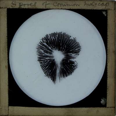 Lantern Slide: Spores of Common Ink-cap