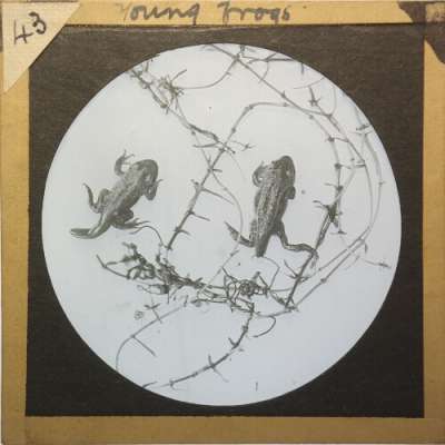 Lantern Slide: Young Frogs