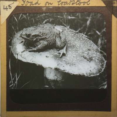 Lantern Slide: Toad on toadstool