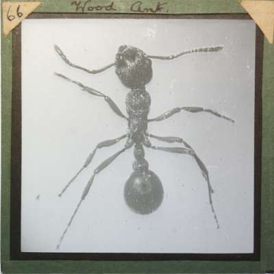 Lantern Slide: Wood Ant