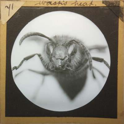 Lantern Slide: Wasp's head
