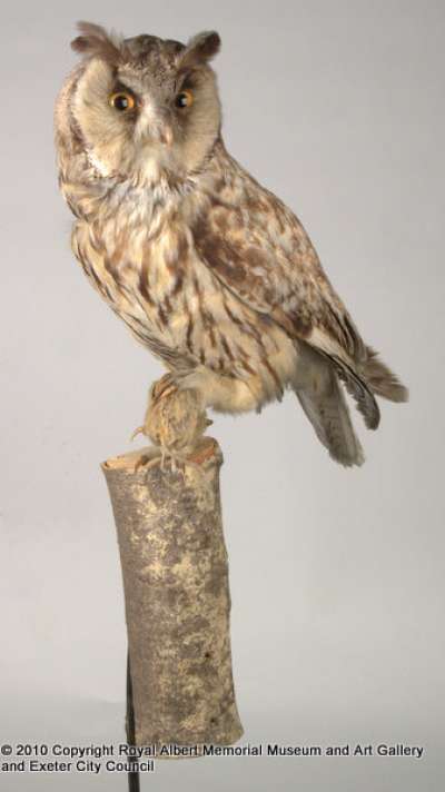 STRIGIDAE: Asio otus (Linnaeus): long-eared owl