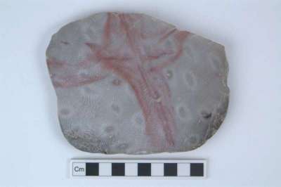 Smithia pengellyi: coral: polished slab