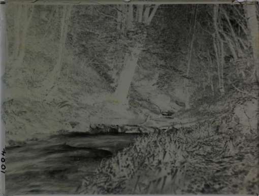 Glass plate negative of Lydford Gorge