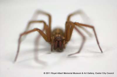 AGELENIDAE: Eratigena atrica (C.L. Koch, 1843): giant house spider