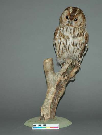STRIGIDAE: Strix aluco Linnaeus:  tawny owl
