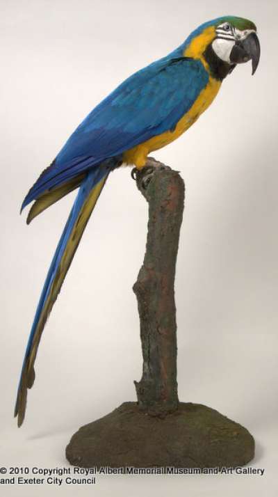 PSITTACIDAE: Ara ararauna (Linnaeus):  blue and yellow macaw