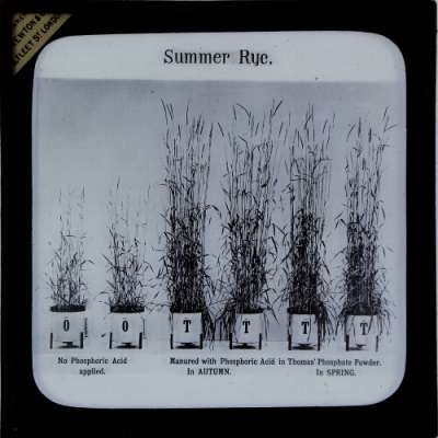 Lantern Slide: Summer Rye. Experiments with and without Phosphate Powder, in autumn and spring