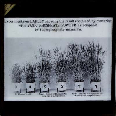Lantern Slide: Barley. Experiments with and without Superphosphate and Phosphate Powder