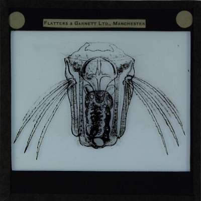 Lantern Slide: Polyarthra platyptera, dorsal view