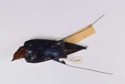HIRUNDINIDAE: Hirundo smithii Leach: wire-tailed swallow