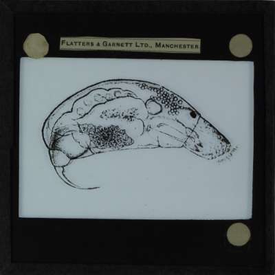 Lantern Slide: Rattulus sejunctipes, side view
