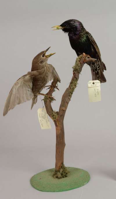 STURNIDAE: Sturnus vulgaris: common starling