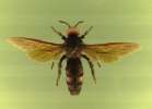 insect : wasp