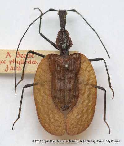 CARABIDAE: Mormolyce phyllodes Hagenbach, 1825: violin beetle