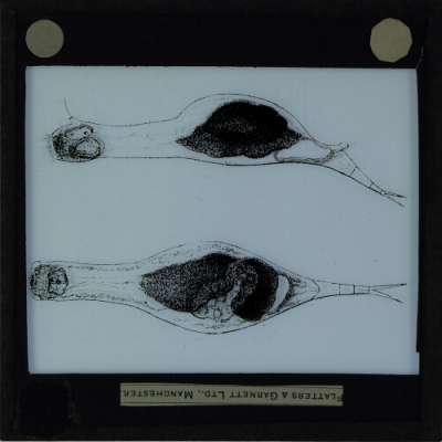 Lantern Slide: Copeus caudatus, side and dorsal view