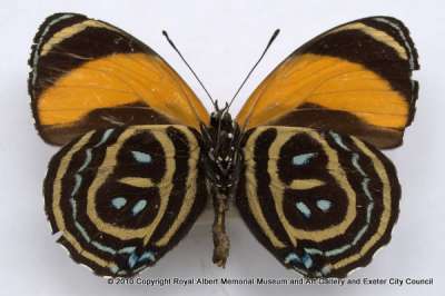 NYMPHALIDAE: Callicore excelsior (Hewitson, 1857): excelsior eighty-eight